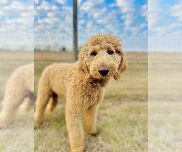 Medium Photo #1 Labradoodle Puppy For Sale in Pacolet, SC, USA