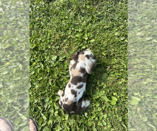 Medium Photo #6 Cocker Spaniel Puppy For Sale in ATHENS, WI, USA