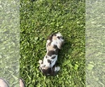 Small #5 Cocker Spaniel