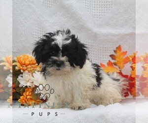 Shih Tzu Puppy for sale in RISING SUN, MD, USA