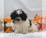 Small Shih Tzu