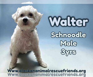 Mutt Dogs for adoption in Anchorage, AK, USA