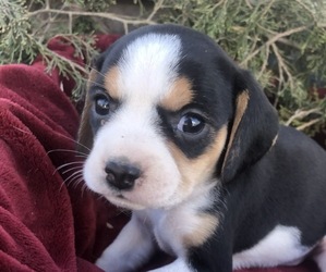 Beaglier Dog for Adoption in AIKEN, South Carolina USA