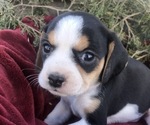 Beaglier Puppy For Sale in AIKEN, SC, USA