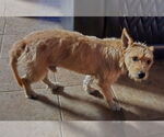 Small #2 Norfolk Terrier Mix