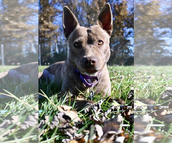 Medium Photo #1 Mutt Puppy For Sale in DuQuoin, IL, USA