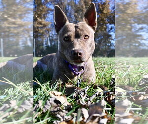 Mutt Dogs for adoption in DuQuoin, IL, USA
