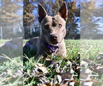 GOOSE - Female Mutt Dog for Adoption - Small photo
