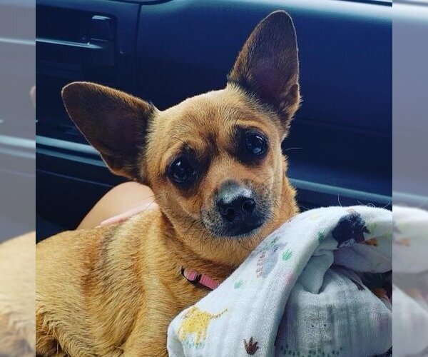 Medium Photo #2 Chihuahua-Unknown Mix Puppy For Sale in Dana Point, CA, USA
