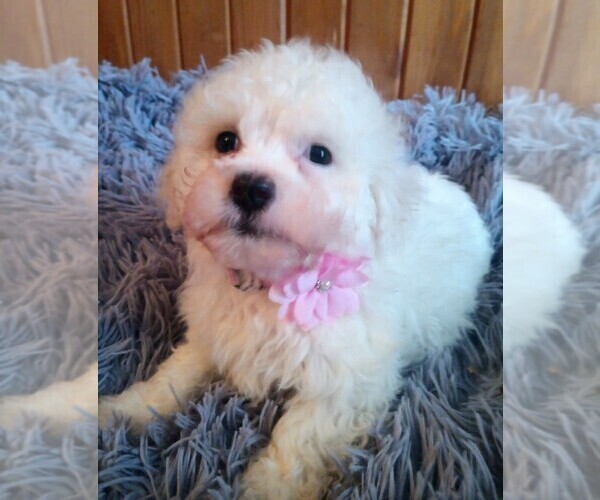 Medium Photo #2 Mal-Shi-Poodle (Miniature) Mix Puppy For Sale in DREW PLT, ME, USA