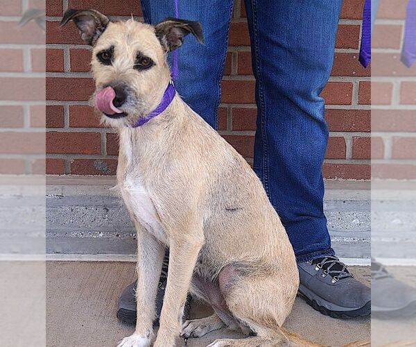 Medium Photo #4 Border Terrier-Unknown Mix Puppy For Sale in Carrollton, TX, USA