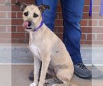 Small #3 Border Terrier Mix