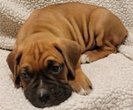 Small Photo #6 Boxer Puppy For Sale in JOLIET, IL, USA