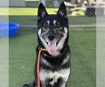 Small German Shepherd Dog-Siberian Husky Mix