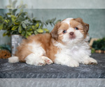 Small #1 Shih Tzu