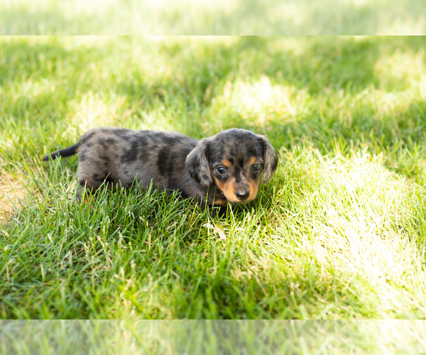 Medium Photo #4 Dachshund Puppy For Sale in NAPPANEE, IN, USA