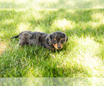 Small #3 Dachshund