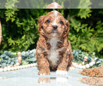 Small Photo #14 Cavapoo Puppy For Sale in KIRKWOOD, PA, USA