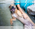 Small #3 Catahoula Leopard Dog Mix