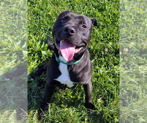 Medium Photo #2 American Staffordshire Terrier-Unknown Mix Puppy For Sale in Pierceton , IN, USA