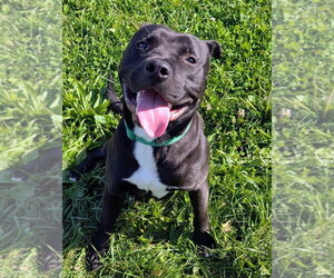 Mitch - Male American Staffordshire Terrier-Unknown Mix Dog for Adoption - Photo #2