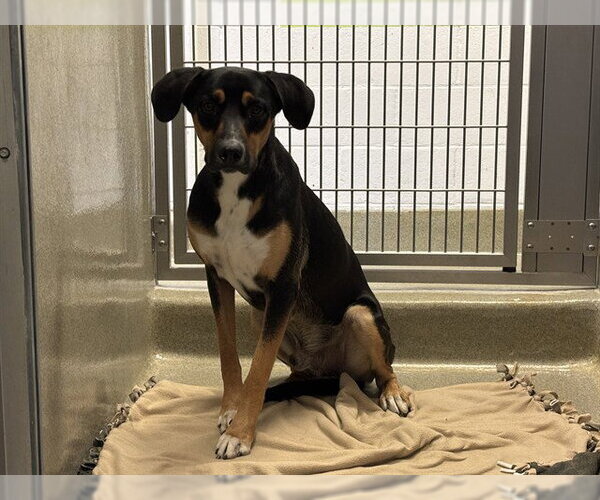 Medium Photo #1 Greater Swiss Mountain Dog-Rhodesian Ridgeback Mix Puppy For Sale in Rancho Cucamonga, CA, USA