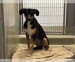 UNKNOWN - Male Greater Swiss Mountain Dog-Rhodesian Ridgeback Mix Dog for Adoption - Small photo