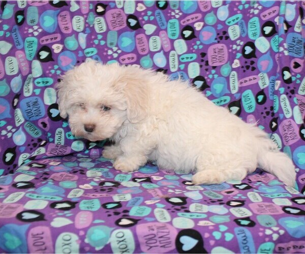 Medium Photo #7 Zuchon Puppy For Sale in BLOOMINGTON, IN, USA