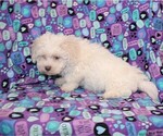 Small Photo #7 Zuchon Puppy For Sale in BLOOMINGTON, IN, USA