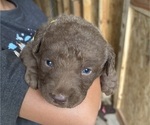 Small #5 Chesapeake Bay Retriever