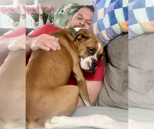 Medium Photo #2 Boxer Puppy For Sale in Dumont, NJ, USA