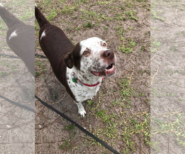 Medium Photo #28 Mutt Puppy For Sale in Pompano Beach , FL, USA