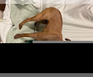 Boston Huahua Dogs for adoption in Modesto, CA, USA