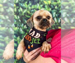 Lhasa Apso-Unknown Mix Dogs for adoption in New York, NY, USA