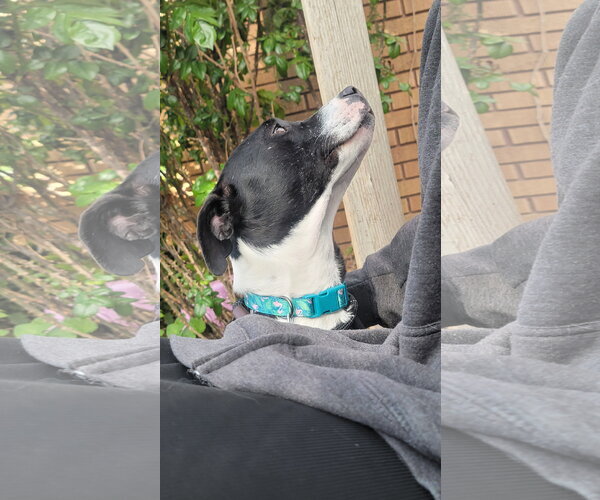 Medium Photo #5 Mutt Puppy For Sale in Sandy, UT, USA