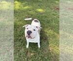 Small #2 American Bulldog