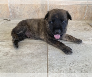 Belgian Malinois-Dutch Shepherd Dog Mix Puppy for sale in CORONA, CA, USA