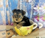 Small #5 Yorkshire Terrier