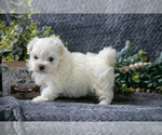 Image preview for Ad Listing. Nickname: Litter of 3