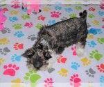 Small Photo #11 Schnauzer (Miniature) Puppy For Sale in ORO VALLEY, AZ, USA