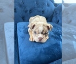 Small #14 English Bulldog