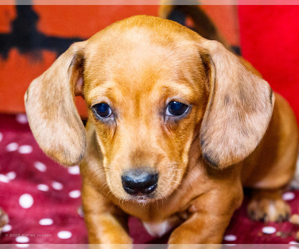 Medium Photo #2 Dachshund Puppy For Sale in WAKARUSA, IN, USA