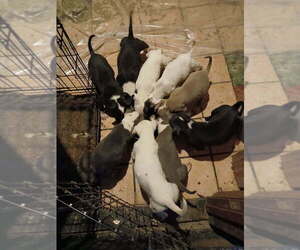 Dogo Argentino Puppy for sale in LATHRUP VILLAGE, MI, USA