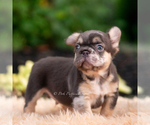 Small #10 French Bulldog