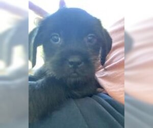 Care-Tzu Dogs for adoption in Palatka, FL, USA