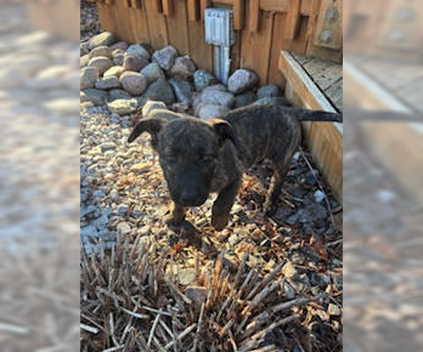 Medium Photo #2 Labrador Retriever-Mountain Cur Mix Puppy For Sale in Plainfield, IL, USA