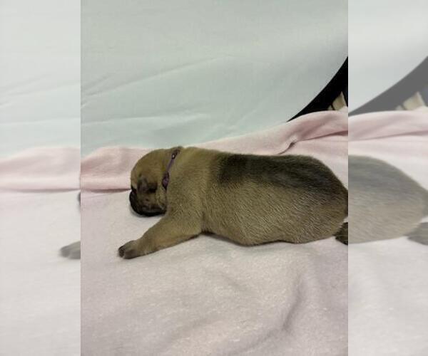 Medium Photo #4 Cane Corso Puppy For Sale in CAMBY, IN, USA