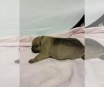 Small Photo #4 Cane Corso Puppy For Sale in CAMBY, IN, USA