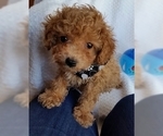 Small Photo #2 Poodle (Toy) Puppy For Sale in BUFFALO, MO, USA