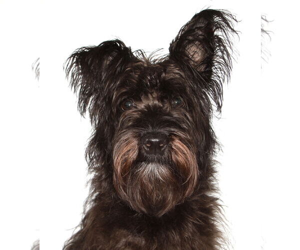 Medium Photo #1 Mutt Puppy For Sale in Oakland Park, FL, USA